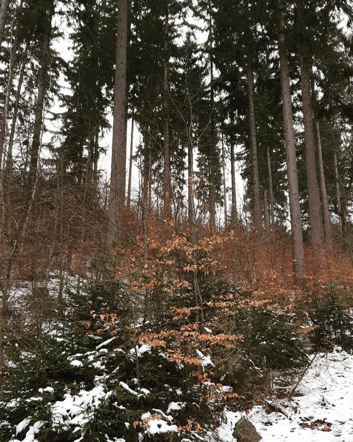 Haus Stefanie Elvire Apartment Altenberg ภายนอก รูปภาพ